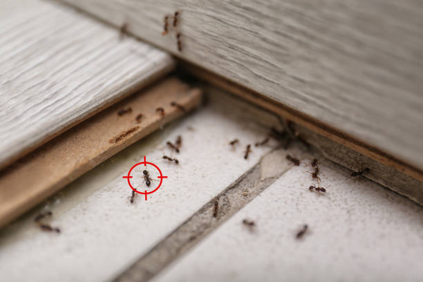 Best Affordable Pest Control Services  in Lake Dalecarlia, IN