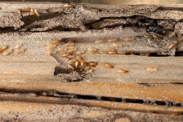 Best Wasp Removal Services  in Lake Dalecarlia, IN